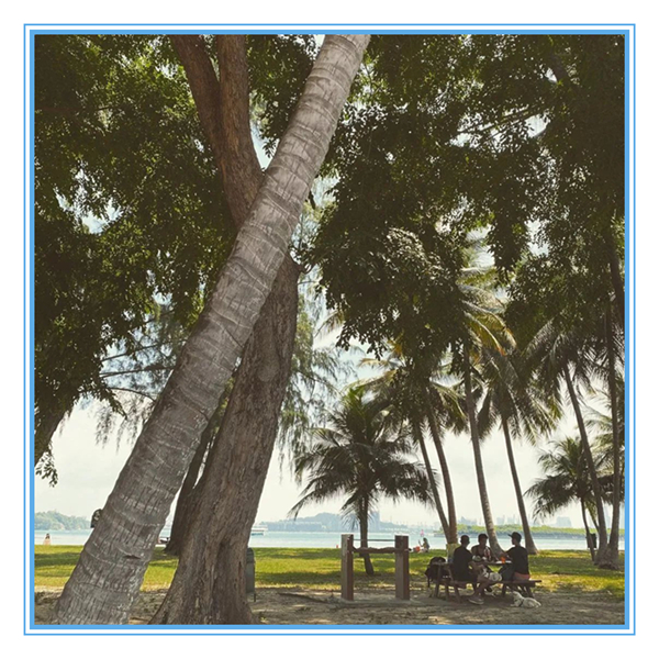 1617075339434511.jpg 5.jpg